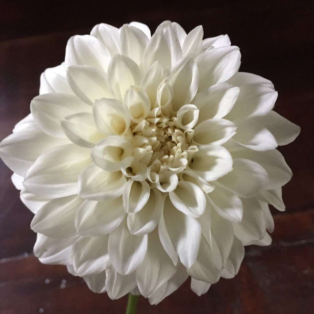 STILL WATERS FARM AND GARDENS | 1321 Schumann Ln, Hickory, NC 28602, USA | Phone: (704) 578-4586