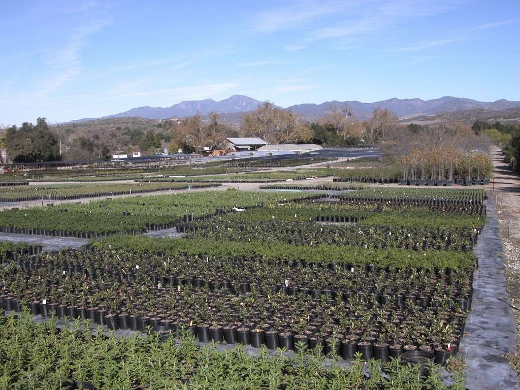 Tree of Life Nursery | 33201 CA-74, San Juan Capistrano, CA 92675 | Phone: (949) 728-0685