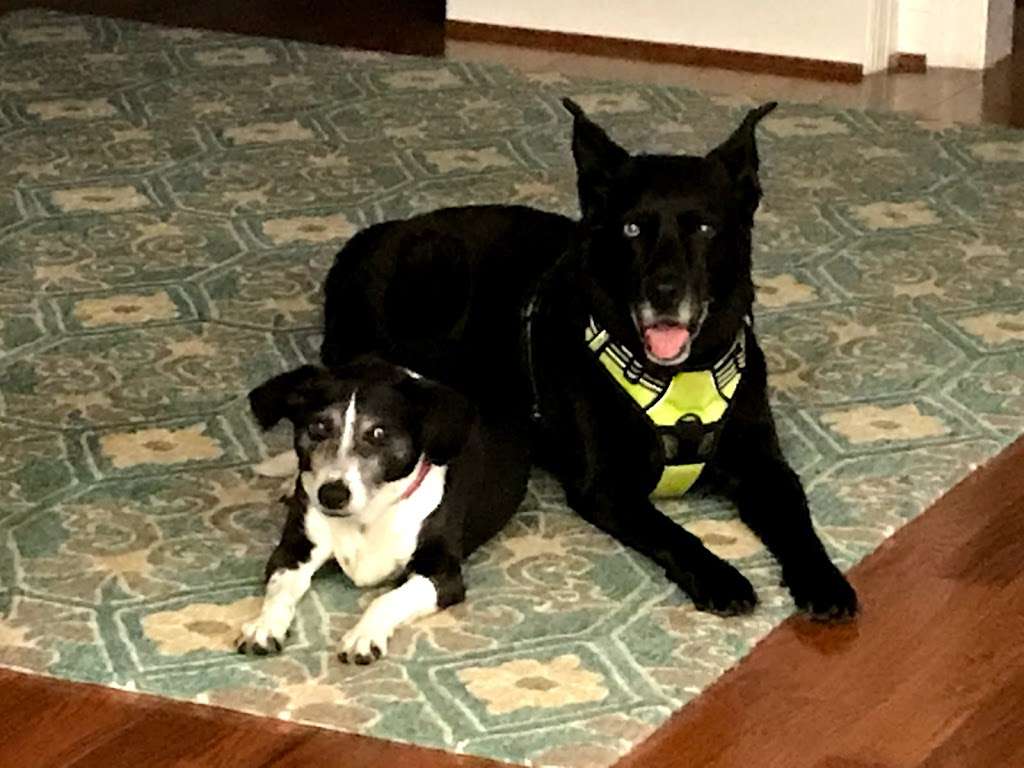 Goose Creek Veterinary Hospital | 42755 Creek View Plaza, Ashburn, VA 20147, USA | Phone: (571) 291-9110