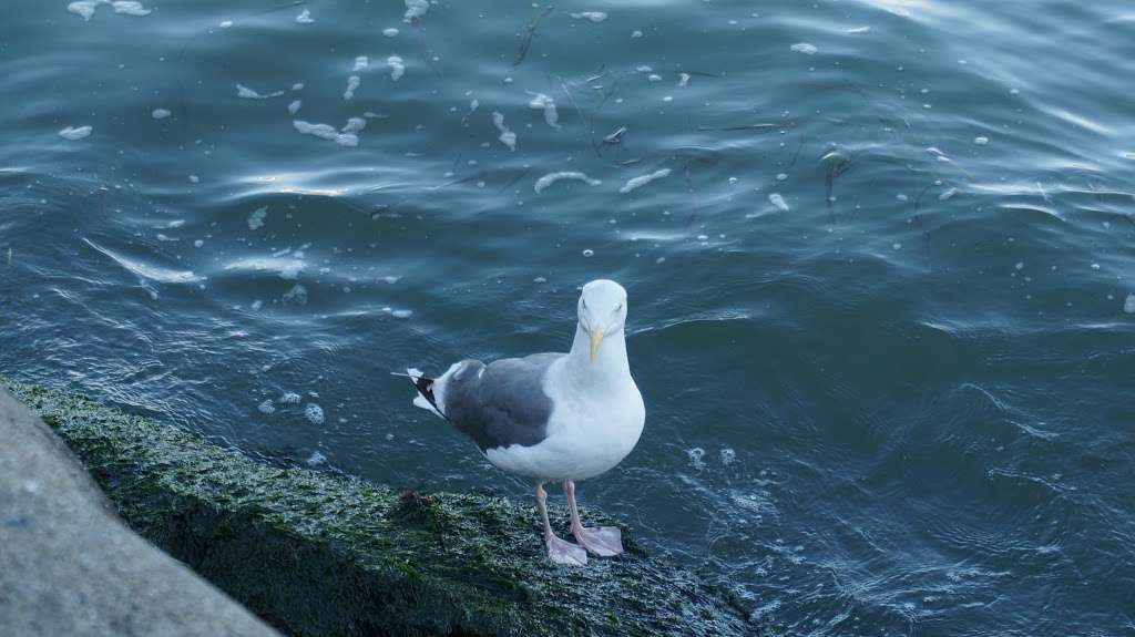 Yee Tock Chee Park | Sausalito, CA 94965, USA