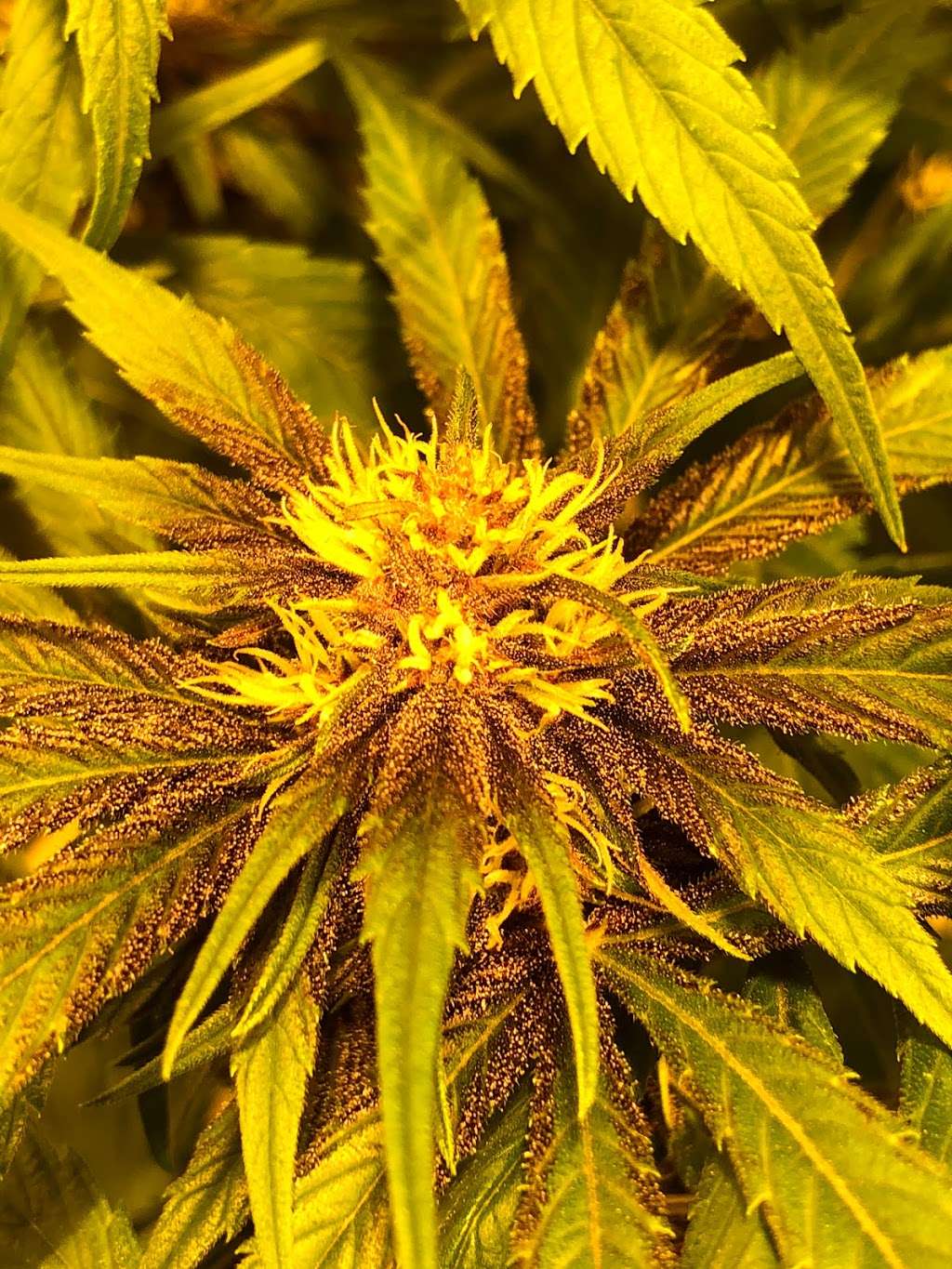Colorado Cannabis Connection | 4550 S Kipling St #4, Denver, CO 80127 | Phone: (720) 328-2355