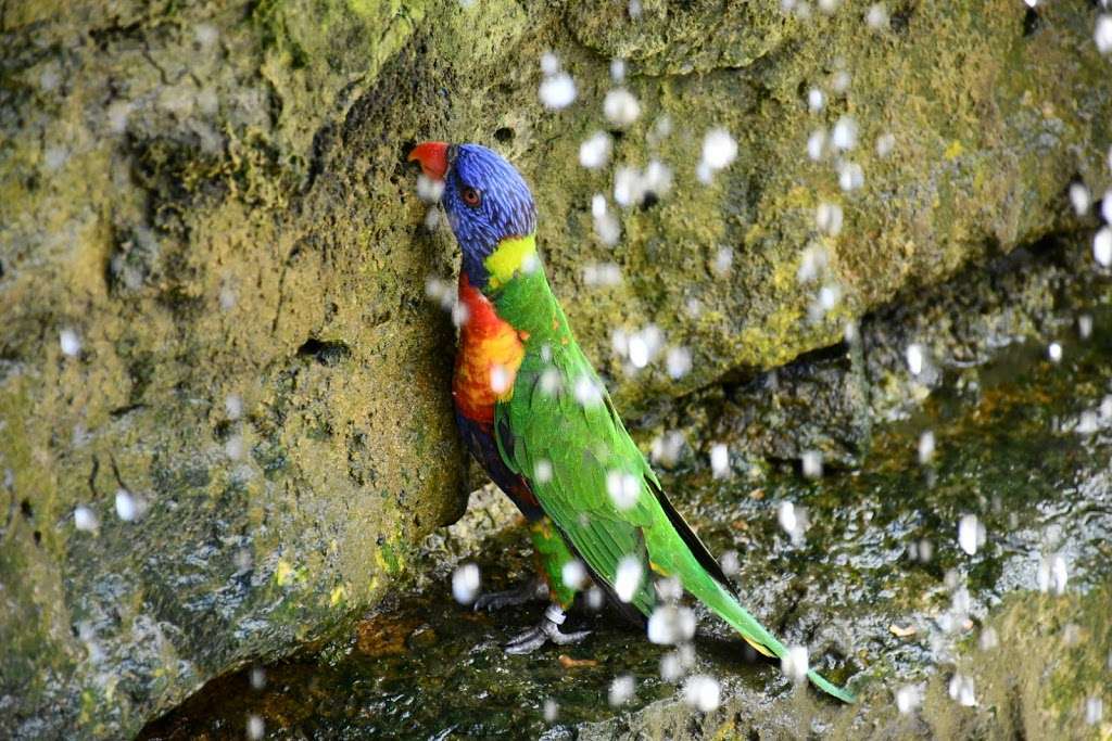 Lorikeet Lagoon | Chessington KT9 2NE, UK