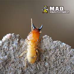 M.A.D. Exterminators Inc. | 78 S Trooper Rd, Norristown, PA 19403, USA | Phone: (610) 539-3180