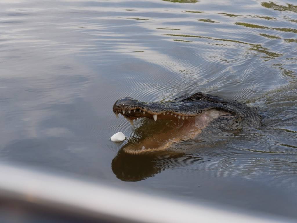 Louisiana Tour Company - SWAMP DOCK | 9706 Barataria Blvd, Marrero, LA 70072, USA | Phone: (504) 689-3599