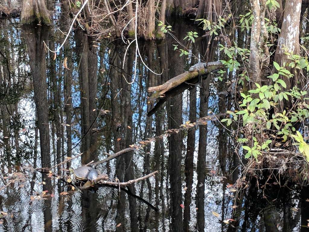 Van Fleet Trail - Bay Lake Trailhead | Van Fleet Trail, Groveland, FL 34736, USA