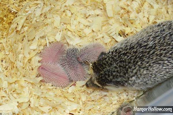 Hamor Hollow Hedgehogs | 8 Lisa Terrace, Pelham, NH 03076, USA | Phone: (617) 237-6022