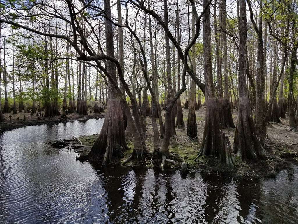 Tosohatchee Wildlife Management Area | 3365 Taylor Creek Rd, Christmas, FL 32709, USA | Phone: (352) 732-1225