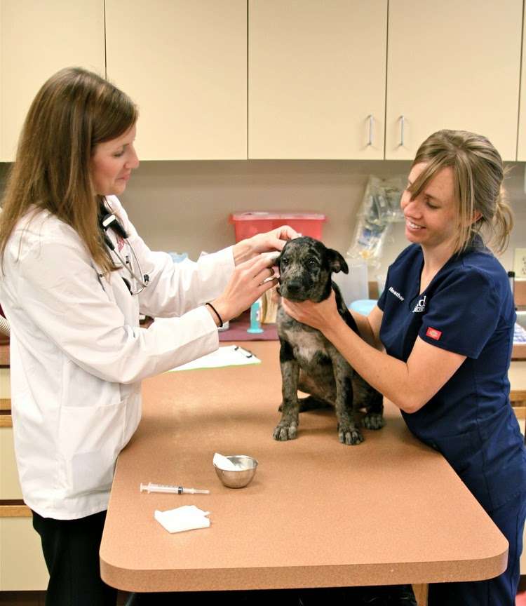 Arvada Veterinary Hospital | 6645 Wadsworth Blvd, Arvada, CO 80003 | Phone: (303) 424-4439