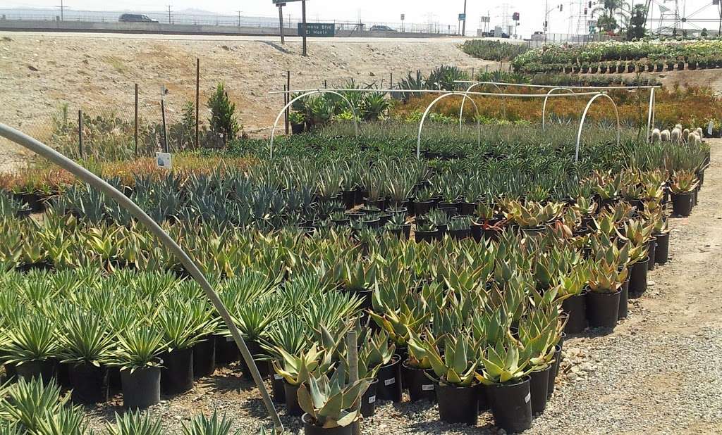 Garden View Nursery | 12901 Lower Azusa Rd, Irwindale, CA 91706, USA | Phone: (626) 337-4818