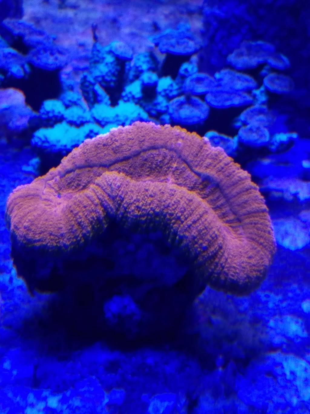 Instant Reef Artificial Coral Inserts, Fake Coral Reef Decorations.