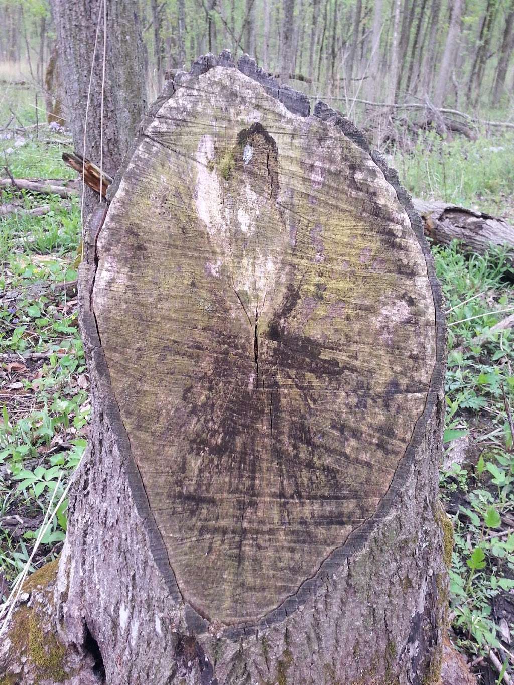 Camp Alphonse | 1393 W Dundee Rd, Palatine, IL 60067, USA | Phone: (800) 870-3666