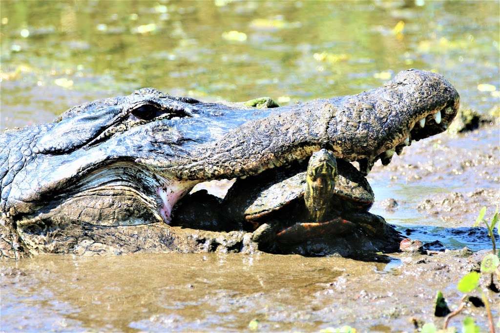 Green Cay Nature Center & Wetlands | 12800 Hagen Ranch Rd, Boynton Beach, FL 33437, USA | Phone: (561) 966-7000