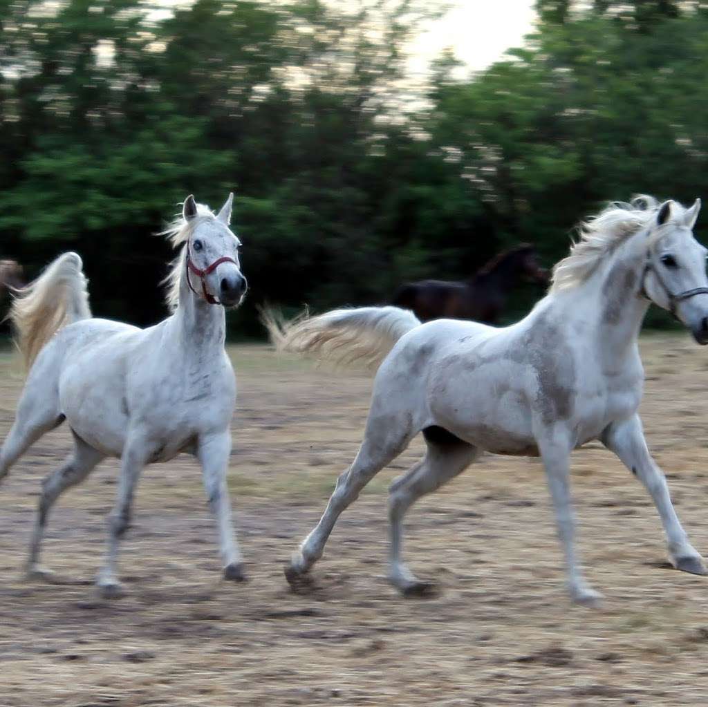 FLORIDA RESEARCH INSTITUTE for EQUINE NURTURING DEVELOPMENT and  | 19801 Sheridan St, Southwest Ranches, FL 33332 | Phone: (954) 492-0168