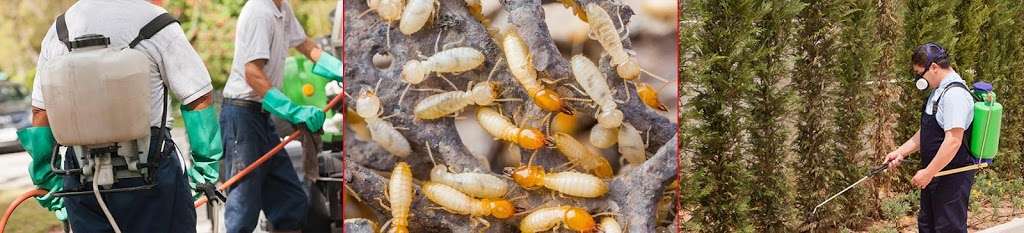 South Bay Termite Control | 342 Ann Darling Dr, San Jose, CA 95133, USA | Phone: (408) 713-6480