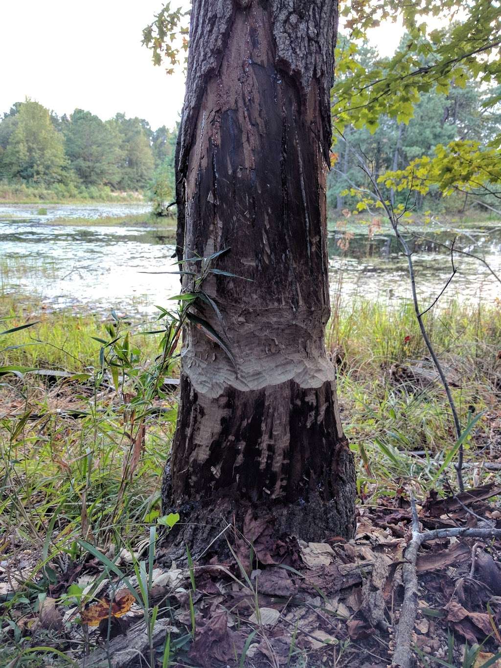 Nature Trail Parking At Piney Orchard | 8702 Natures Trail Ct, Odenton, MD 21113