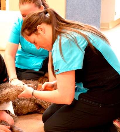 Animal Medical Hospital at Glenwood | 2892 McKendree Rd, Glenwood, MD 21738 | Phone: (410) 489-9677