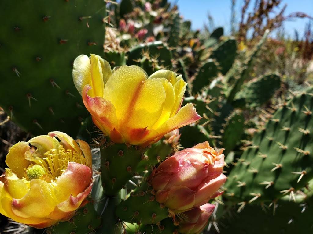 Upper Newport Bay Nature Preserve | 2301 University Dr, Newport Beach, CA 92660, USA | Phone: (949) 923-2290