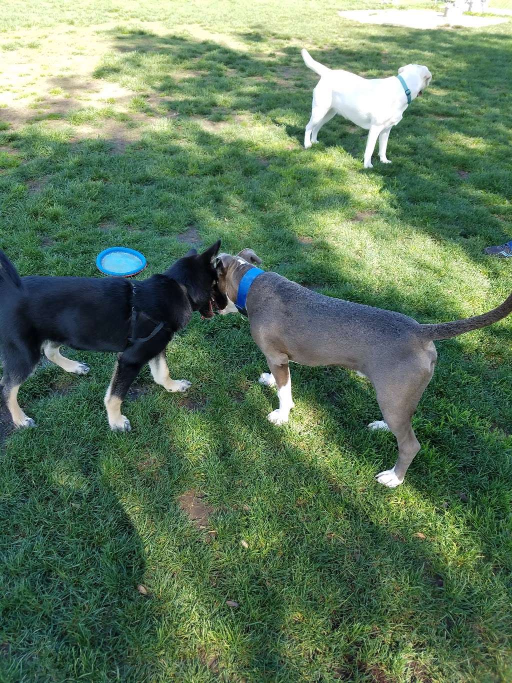 Springville Dog Park | 709 Via Zamora, Camarillo, CA 93010, USA | Phone: (805) 482-1996