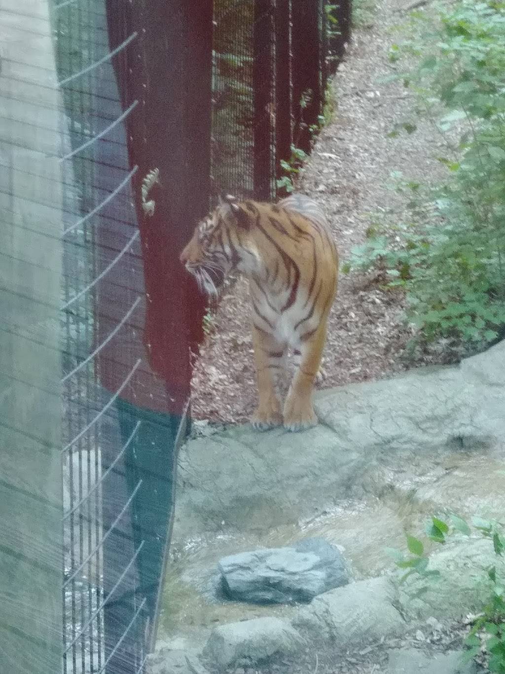 Sumatran Tiger Enclosure | Fort Wayne, IN 46808, USA | Phone: (260) 427-6800