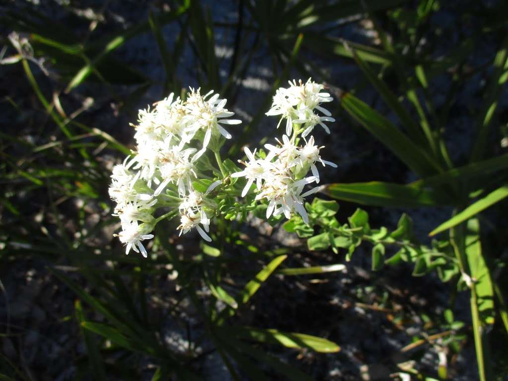 Creek Bluffs Loop Trail, Tiger Creek Preserve | 8373-8399 Wakeford Rd, Lake Wales, FL 33898, USA | Phone: (863) 635-7506