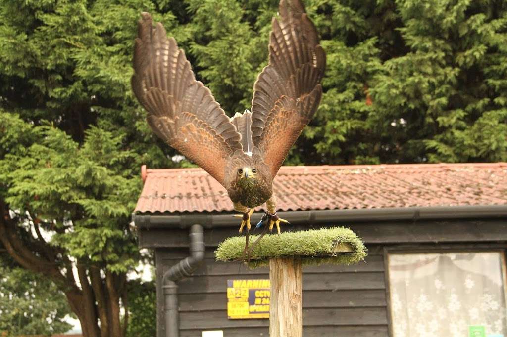 Coda Falconry | Lee Valley Park Farm, Stubbins Hall Lane, Waltham Abbey EN9 2EF, UK | Phone: 07710 969930