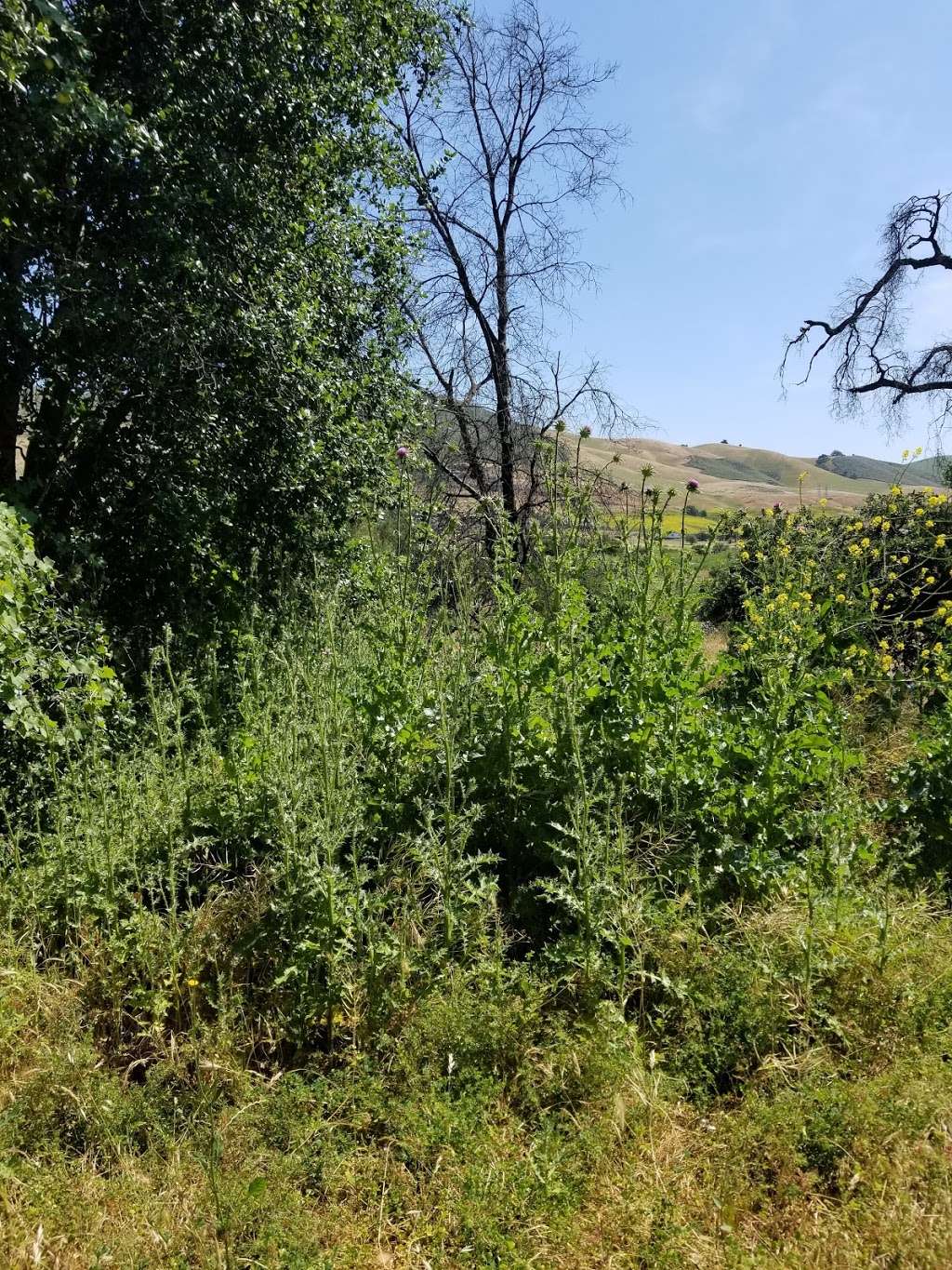 continuation of Coyote creek trail on Coyote ranch road | Coyote Ranch Rd, Coyote, CA 95013, USA