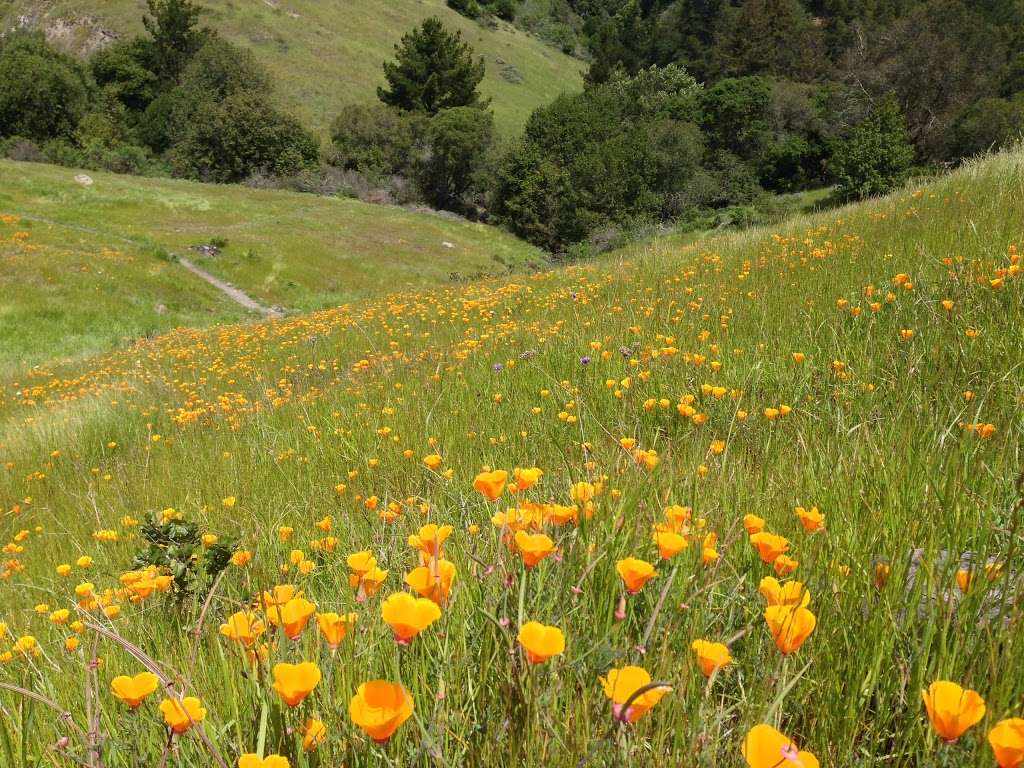 Redwood Regional Park | 7867 Redwood Rd, Oakland, CA 94619, USA | Phone: (888) 327-2757