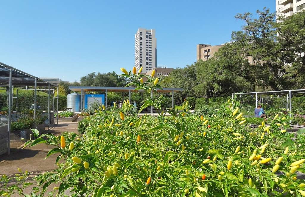 Family Garden | 1554, 1700 Hermann Dr, Houston, TX 77004 | Phone: (713) 524-5876