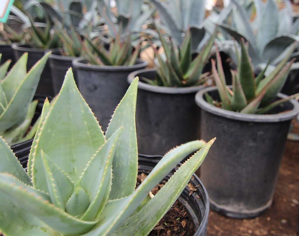 Pala Mesa Nursery | 3235 Old Hwy 395, Fallbrook, CA 92028, USA | Phone: (760) 518-1707