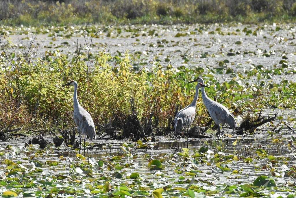 Willow Slough State Game Preserve | Morocco, IN 47963, USA | Phone: (219) 285-2704