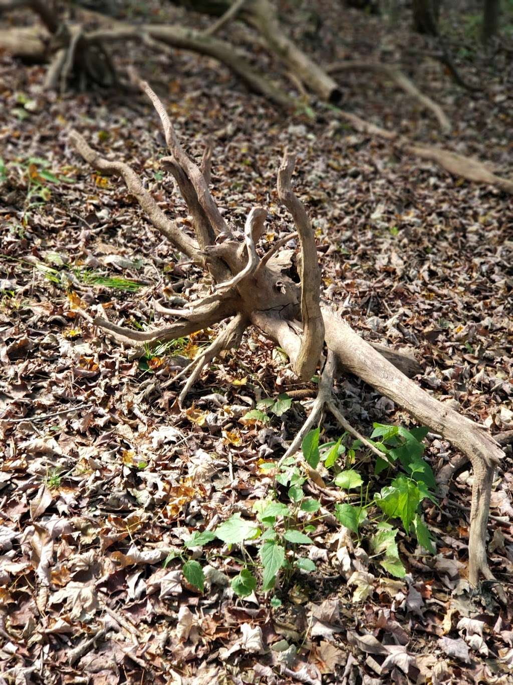 Hassen Creek Nature Trail | 7395-7399 Hilltop Rd, Allentown, PA 18106, USA