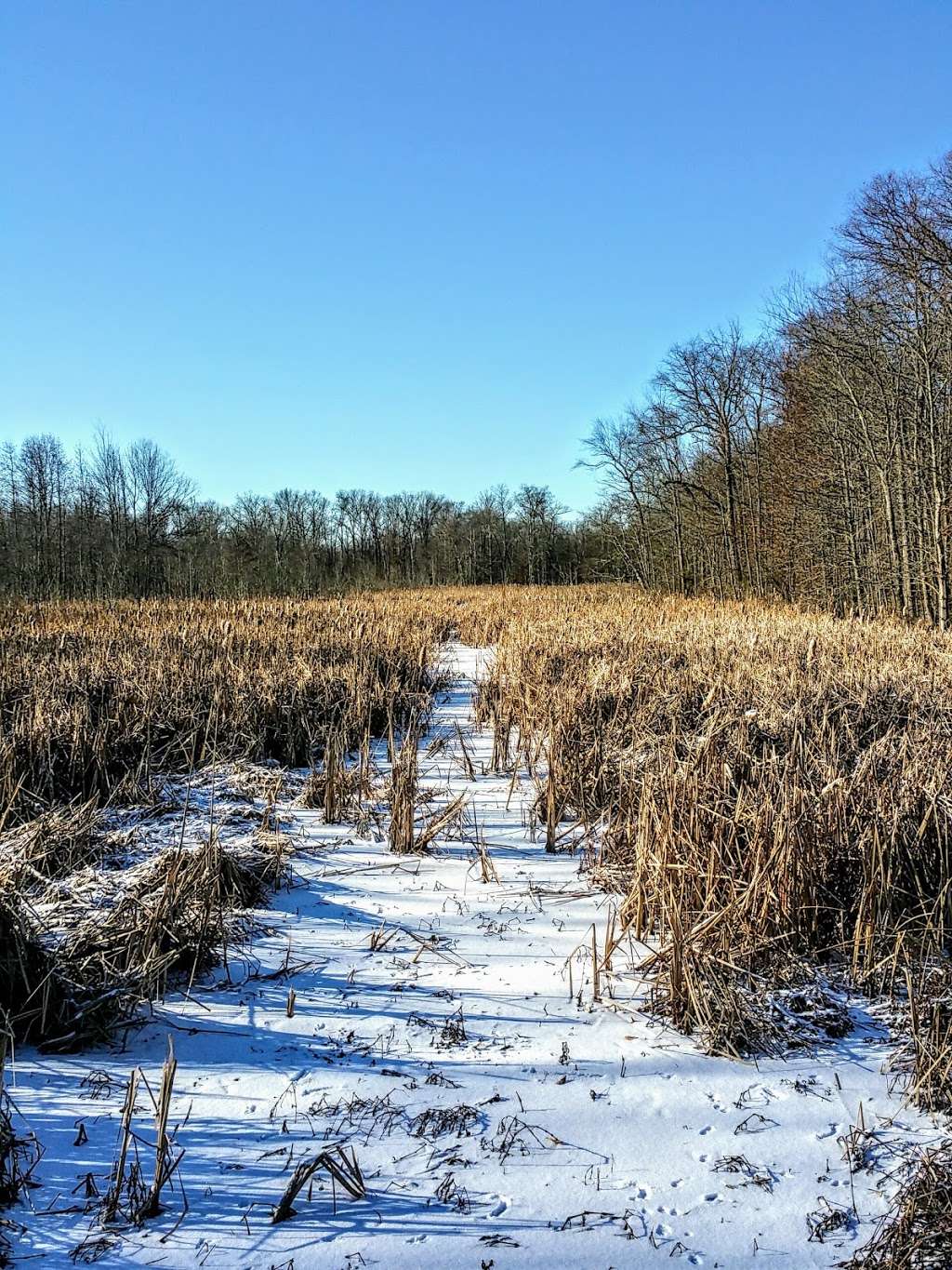 Great Swamp National Wildlife Refuge Wilderness Area | 220 Long Hill Rd, Gillette, NJ 07933, USA | Phone: (973) 425-1222