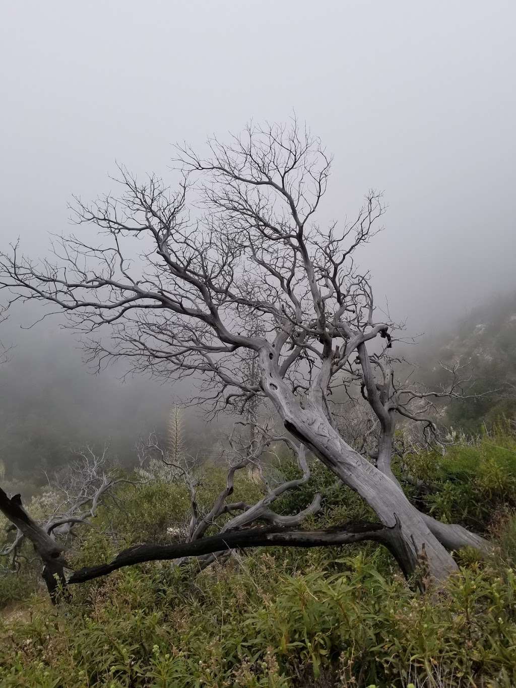 Devils Canyon Trailhead | Angeles Crest Hwy, Palmdale, CA 93550 | Phone: (626) 574-1613