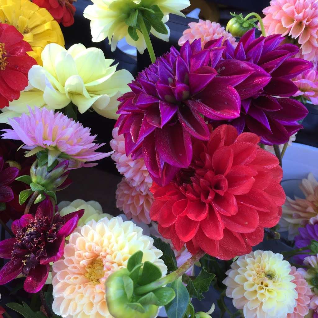 STILL WATERS FARM AND GARDENS | 1321 Schumann Ln, Hickory, NC 28602, USA | Phone: (704) 578-4586