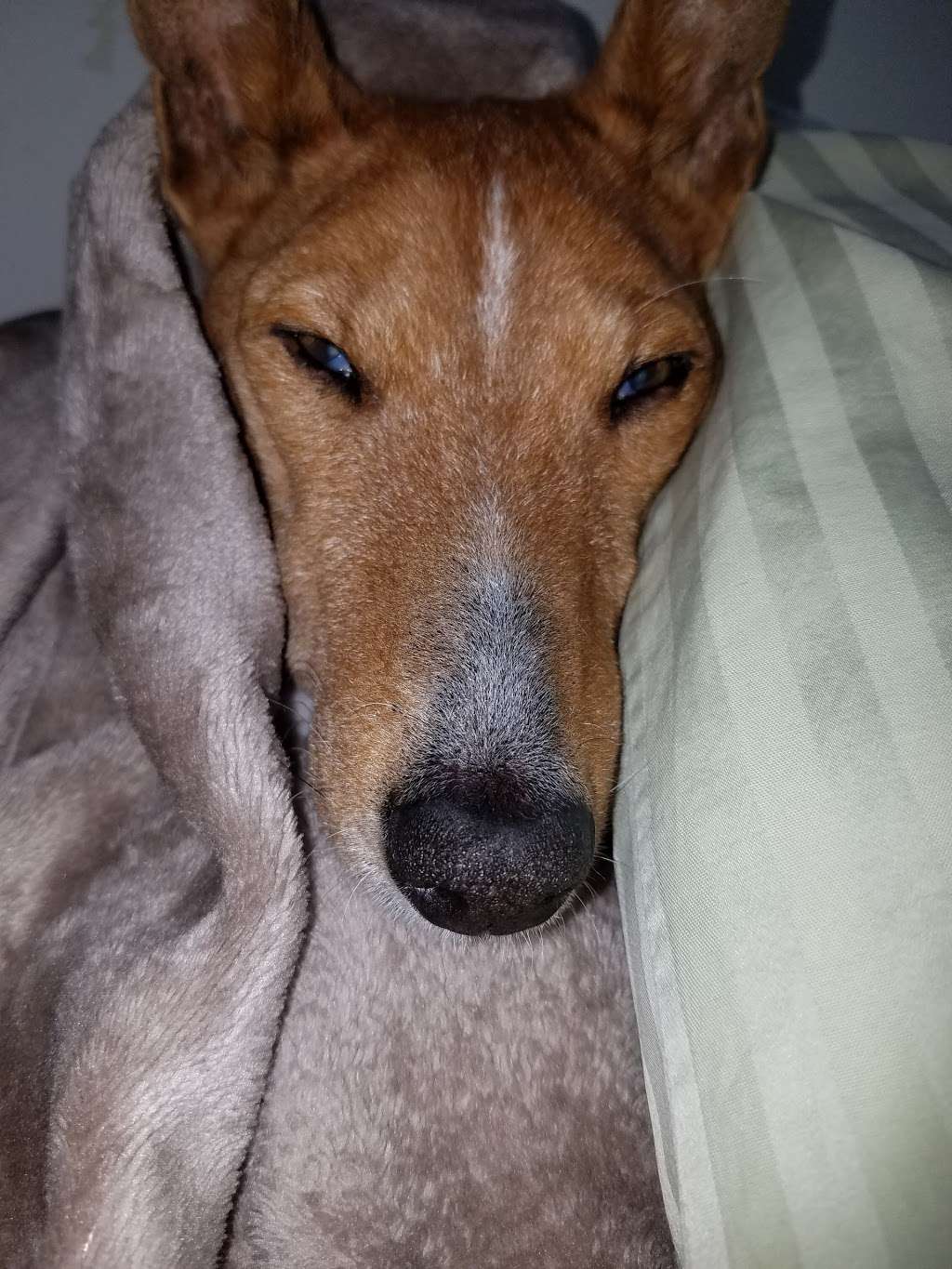 Arlington Heights Veterinary Hospital - South | 4019 S Old State Rd 37, Bloomington, IN 47401, USA | Phone: (812) 822-3774