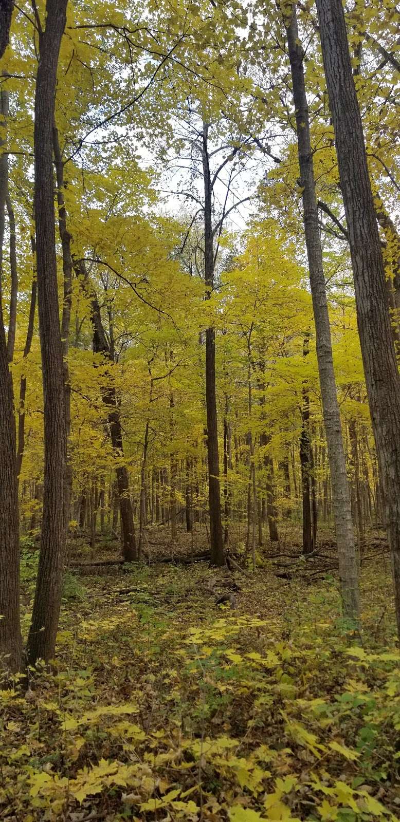 Harris Forest Preserve | IL-71, Yorkville, IL 60560, USA