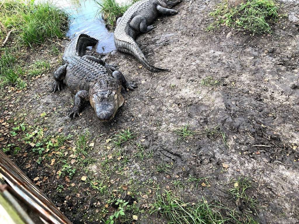 Crocodile Encounter | 23231 County Rd 48, Angleton, TX 77515, USA | Phone: (281) 595-2232
