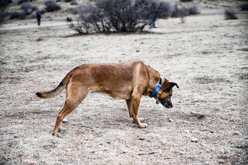 Bear Creek Dog Park | S 21st St, Colorado Springs, CO 80904, USA | Phone: (719) 520-7529