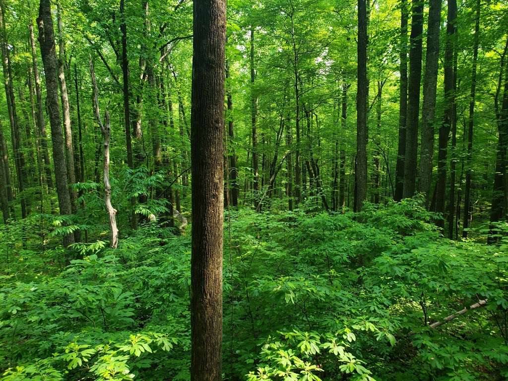 Old Rag Circuit Hike | Nethers Rd, Etlan, VA 22719, USA | Phone: (540) 999-3500