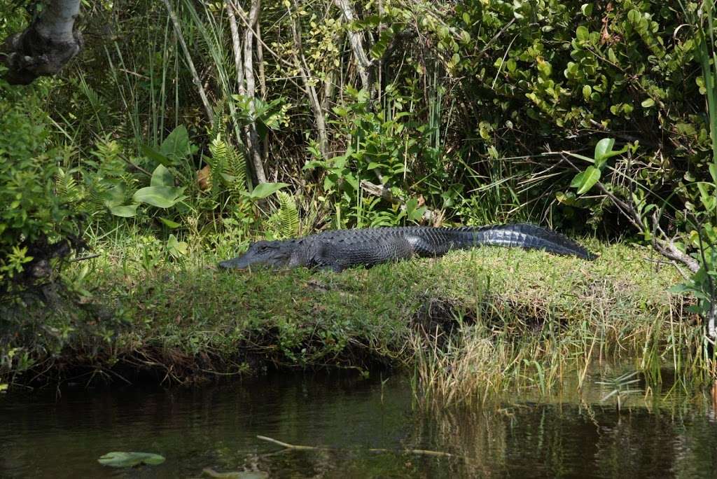 Francis S. Taylor Wildlife Management Area | Florida, USA | Phone: (727) 896-8626