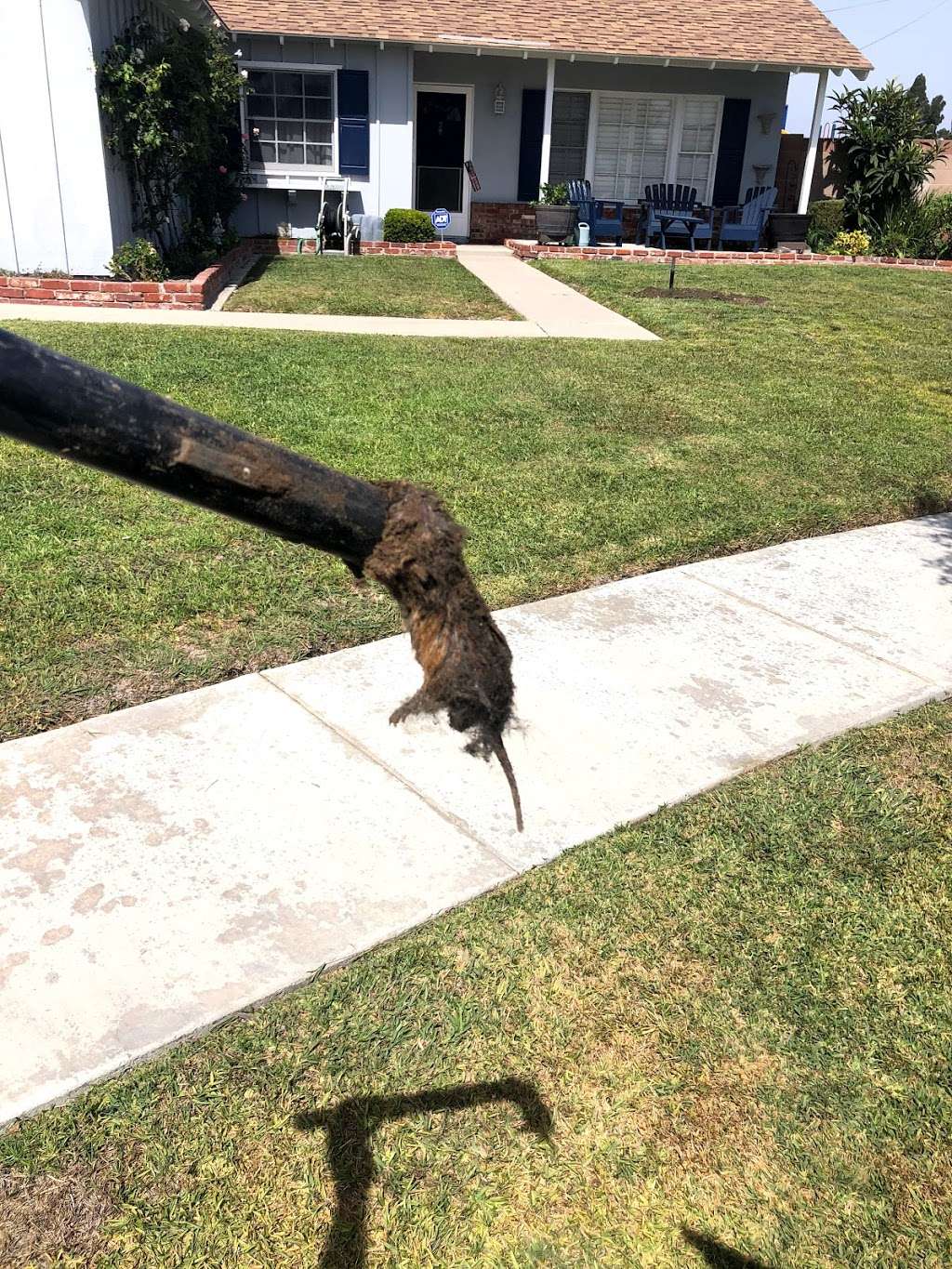 Advanced Wildlife Removal | 2209 E Santa Clara Ave apt e, Santa Ana, CA 92705, USA | Phone: (949) 393-2201