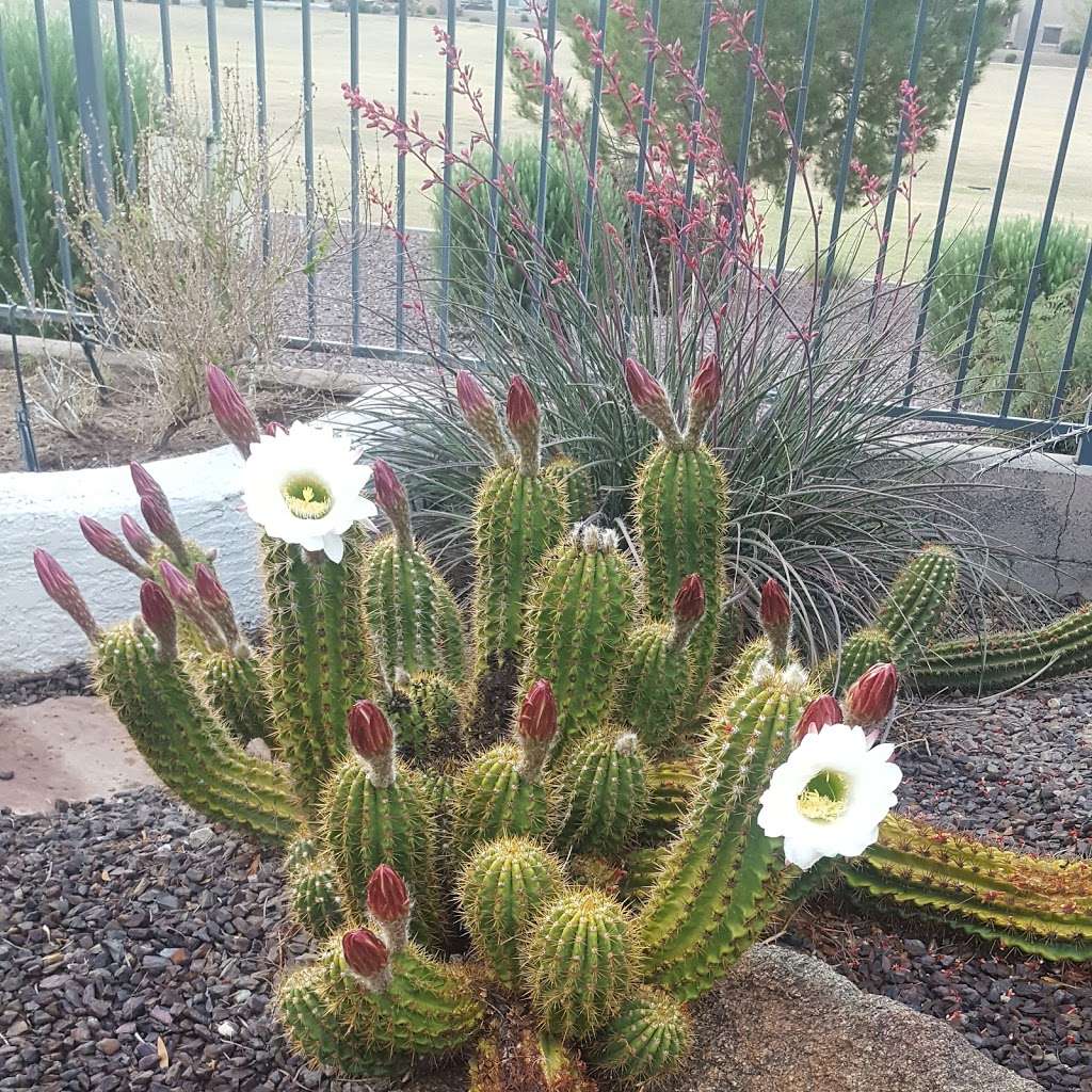 Beautiful Assisted Living Facility | 5612 W Euclid Ave, Laveen Village, AZ 85339 | Phone: (602) 626-5187