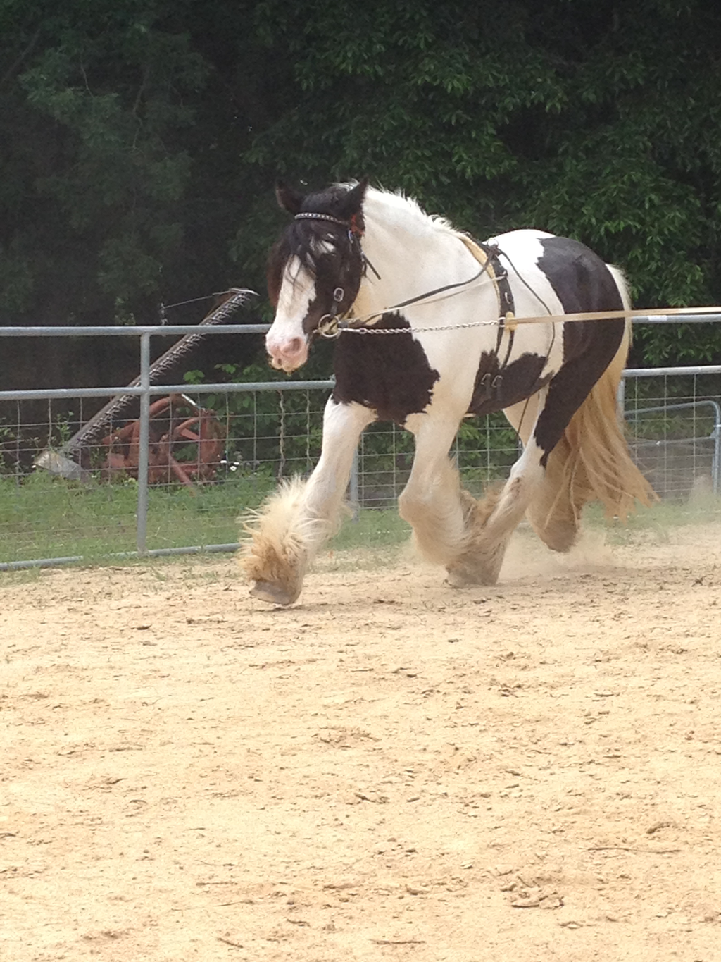 Sunburst Horsemanship School | 1129 Durham Ln, Nicholasville, KY 40356, USA | Phone: (859) 224-8480