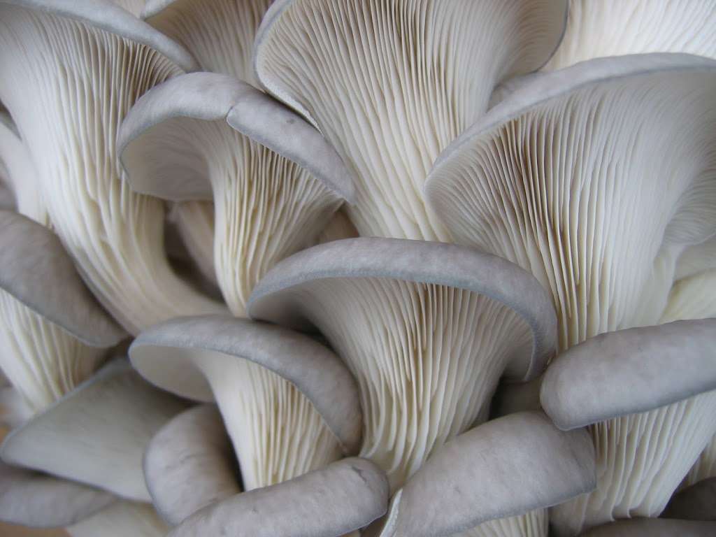 The Woodlands at Phillips Mushroom Farms | 1020 Kaolin Rd, Kennett Square, PA 19348, USA | Phone: (610) 444-2192