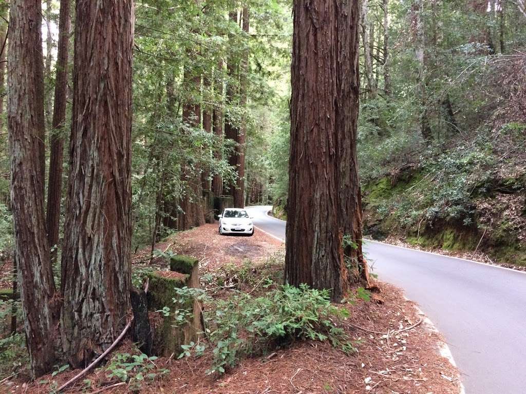 The Grove of Stout-Hearted Wonders | Skyline-to-the-Sea Trail, Boulder Creek, CA 95006, USA