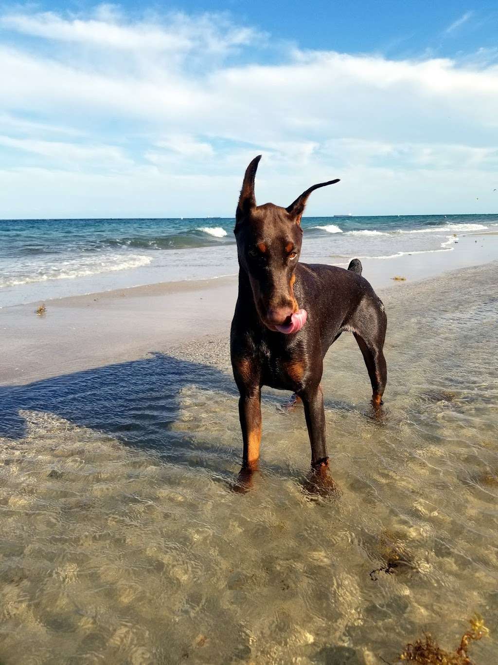 Fort Lauderdale Dog Beach | 1269 N Fort Lauderdale Beach Blvd, Fort Lauderdale, FL 33304 | Phone: (954) 828-7275