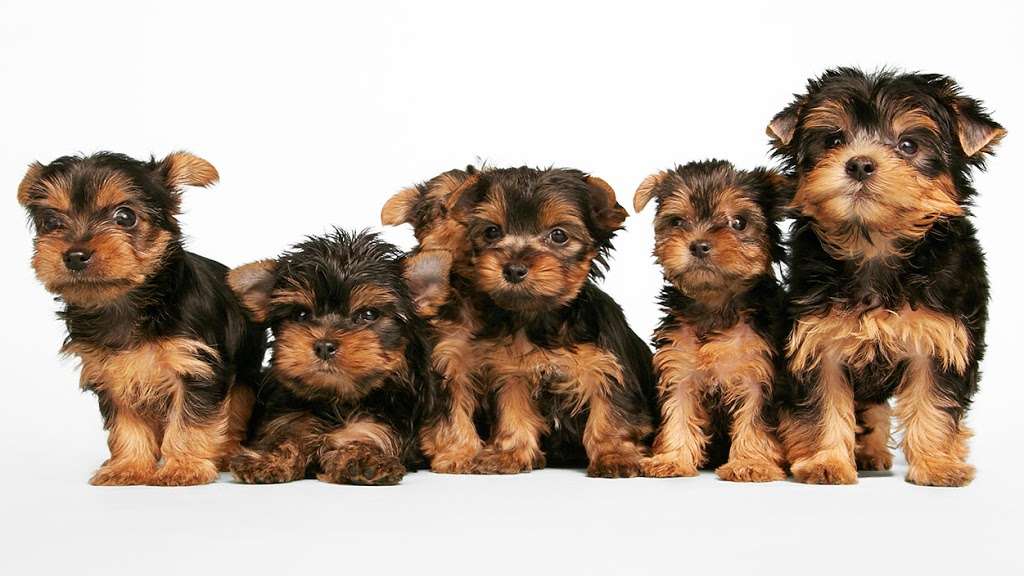 Yorkies of Houston | 2002 Kitty Hawk Drive, Missouri City, TX 77489 | Phone: (713) 332-9773