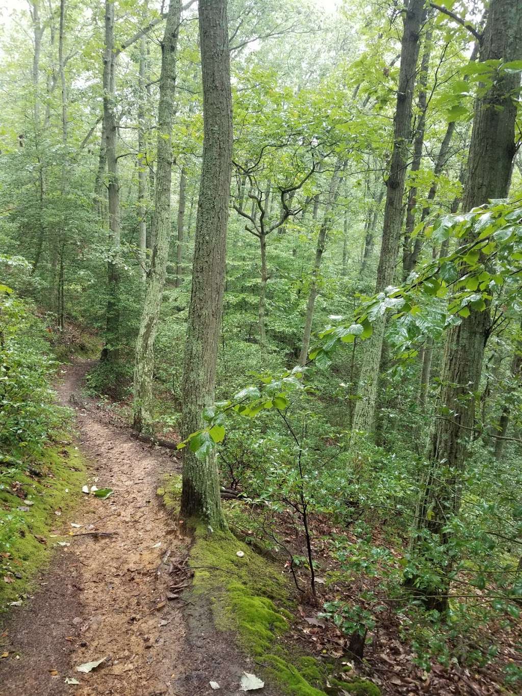 Indian Head Landind Road Trailhead At The Severn River | 960-1020 Indian Landing Rd, Millersville, MD 21108