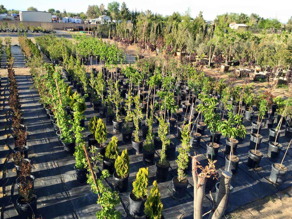 GreenBrush Nursery | 40529 12th St W, Palmdale, CA 93551 | Phone: (661) 266-9137