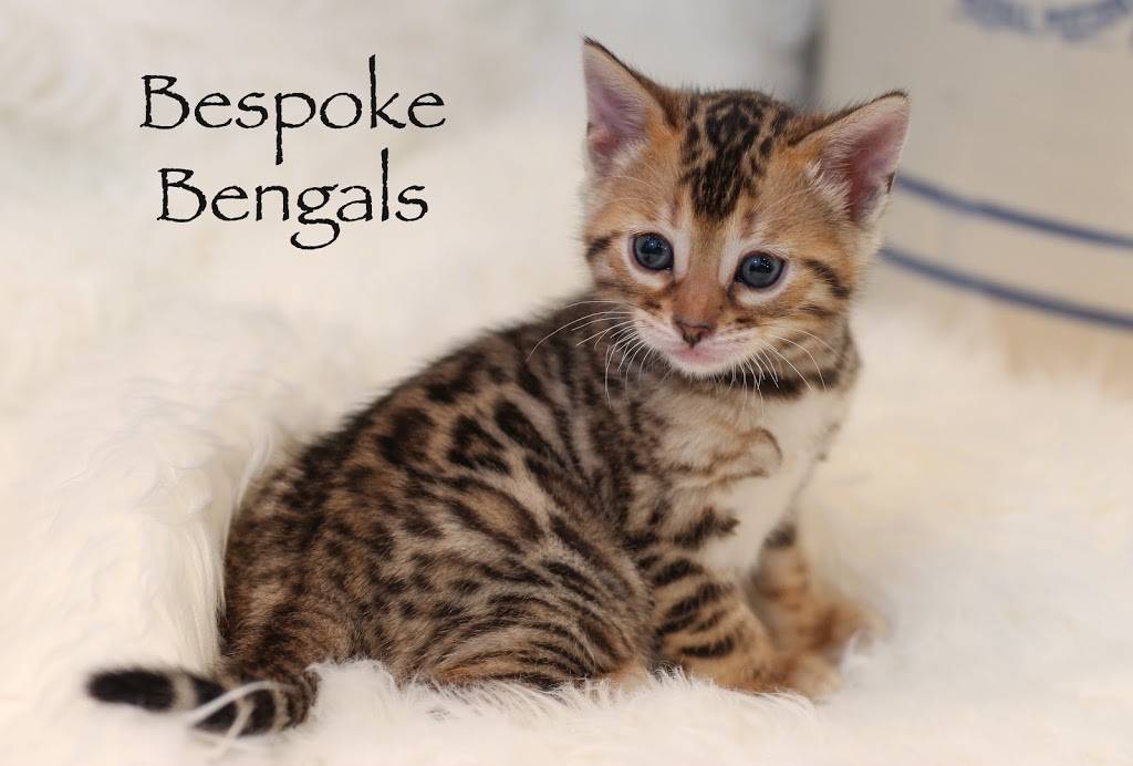 Bespoke Bengals | 1121 Linden St, Austin, TX 78702, USA | Phone: (512) 922-3978